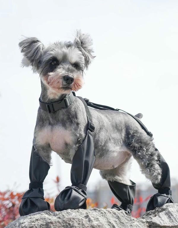 waterproof dog boots with suspenders